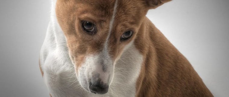 chien basenji